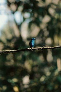 A stunning blue hummingbird perched on a branch in Bogotá's lush forest, basking in daylight.