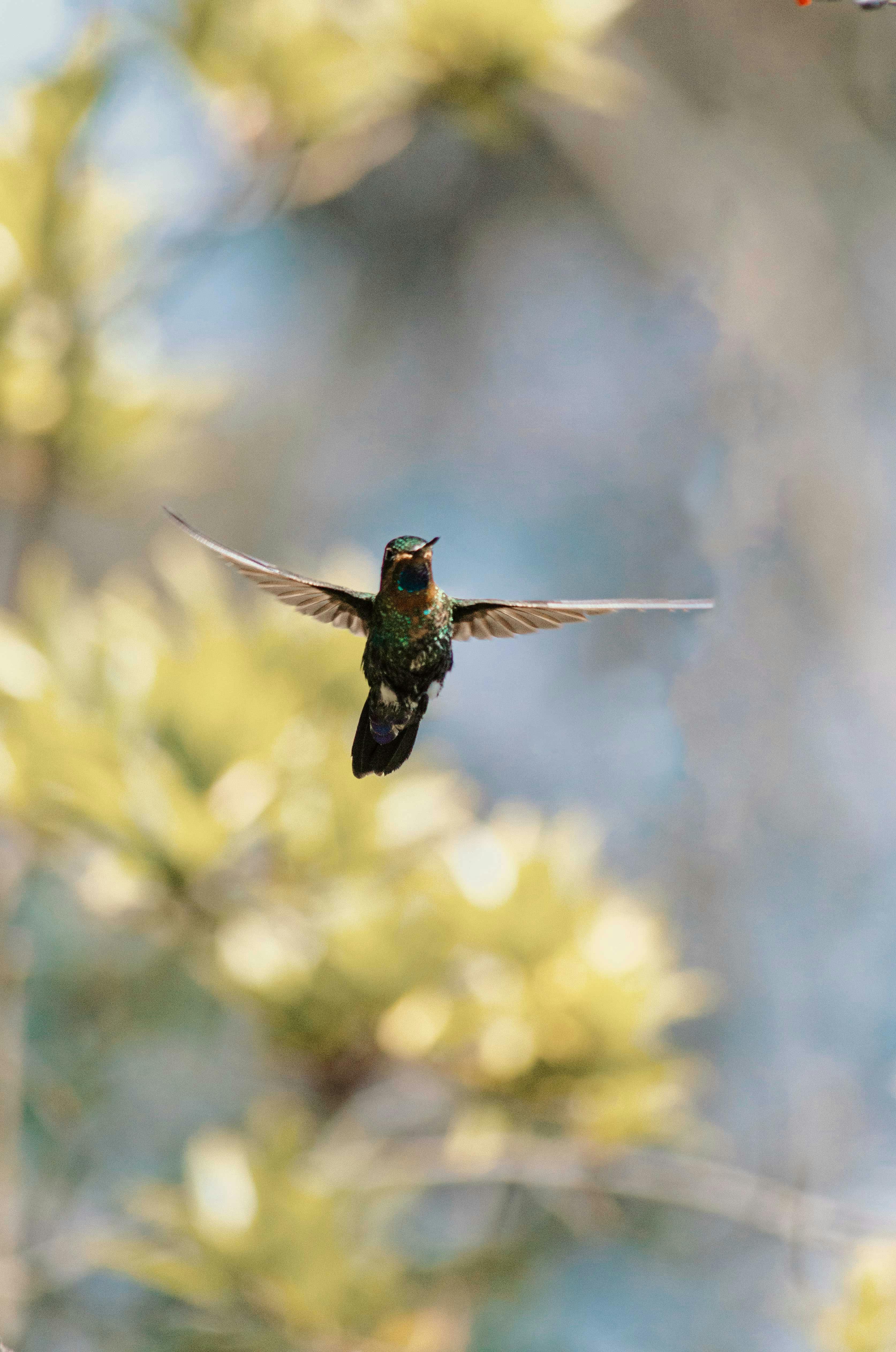 Vibrant hummingbird hovering gracefully among blurred trees and leaves in Bogotá's outdoors.