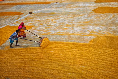 Free Two workers drying grains outdoors, showcasing rural life in Habra, West Bengal. Stock Photo
