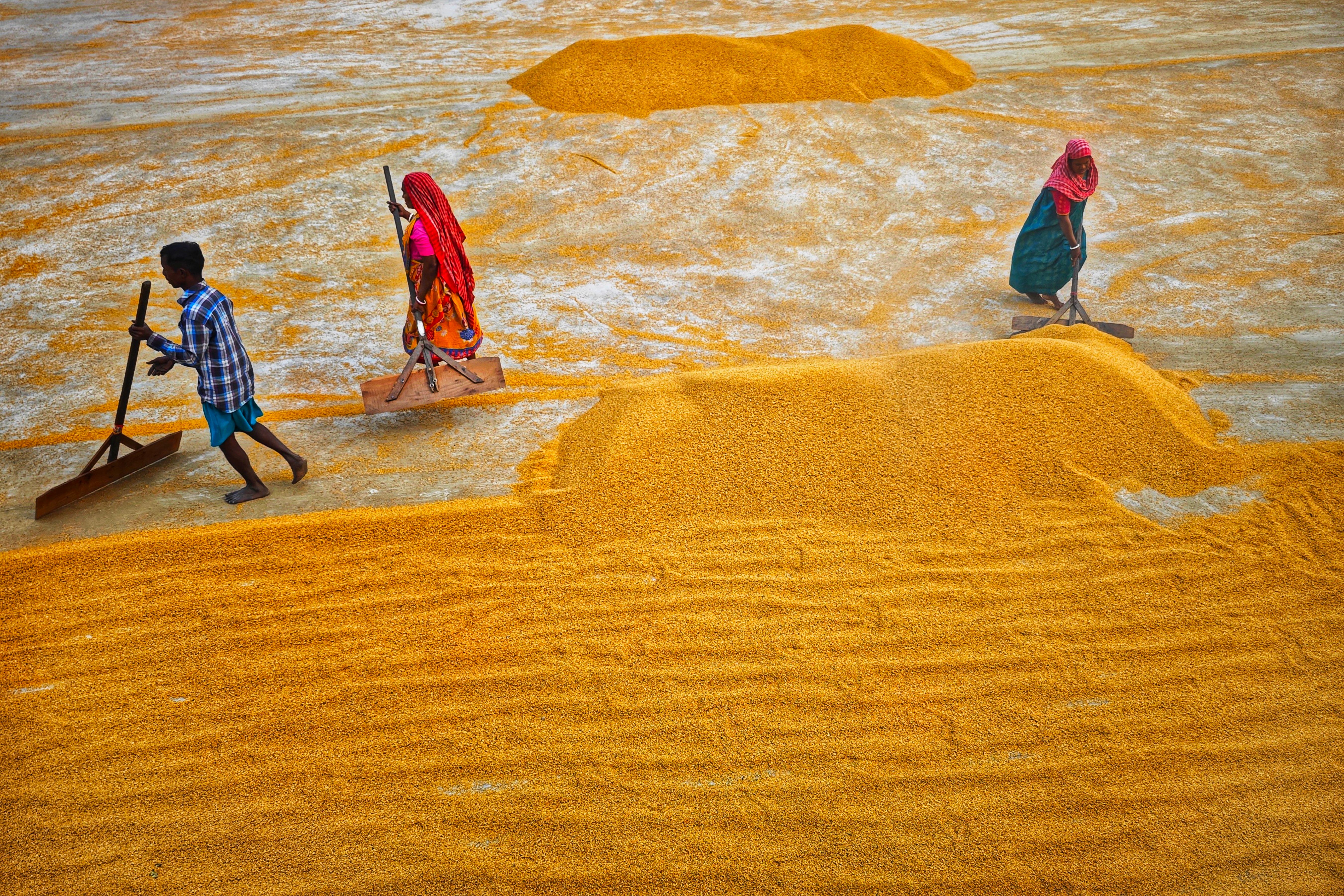 Aerial view of workers spreading grain outdoors in Habra, India, showcasing traditional practices.