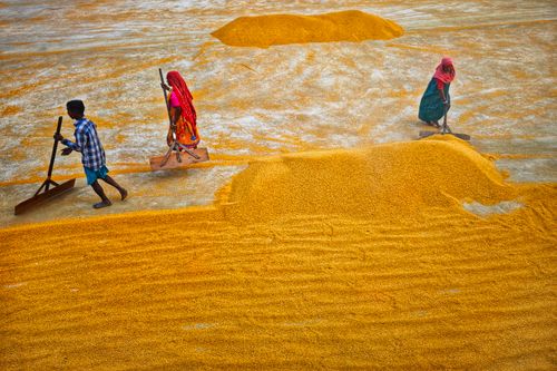 Free Aerial view of workers spreading grain outdoors in Habra, India, showcasing traditional practices. Stock Photo