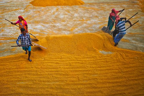 Free South Asian workers drying grains in Habra, India, for agriculture and manual labor depiction. Stock Photo