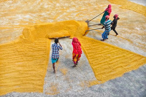 Free Aerial view of workers spreading grain for drying in Habra, West Bengal, India. Stock Photo