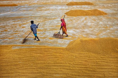 Free Men and women working outdoors drying rice in Habra, India. Stock Photo
