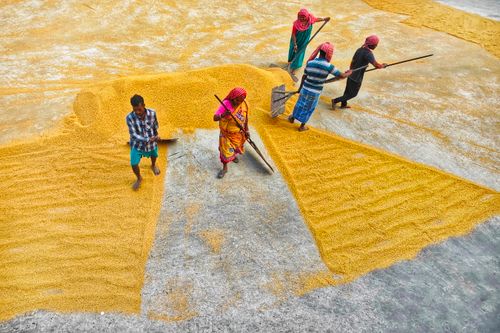 Free Aerial view of workers drying rice grains in Habra, West Bengal, India. Stock Photo