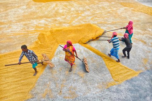 Free Workers drying rice grains in Habra, West Bengal, India. Aerial view showcasing traditional methods. Stock Photo