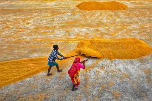 Free Aerial view of workers spreading rice on a drying bed in Habra, India. Vibrant daily life scene. Stock Photo