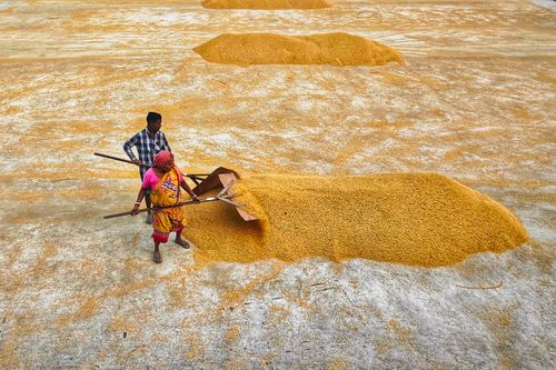 Free Two workers drying rice grains in the sun at a rice mill in Habra, India. Stock Photo