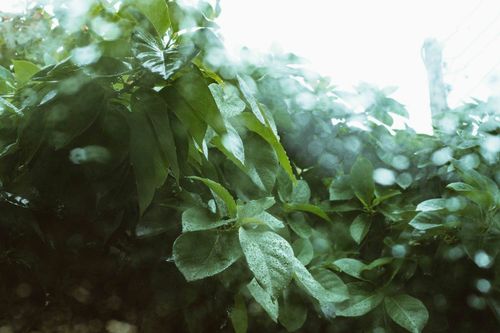Free Moody green leaves with raindrops in Abuja, Nigeria's rainy garden setting. Stock Photo