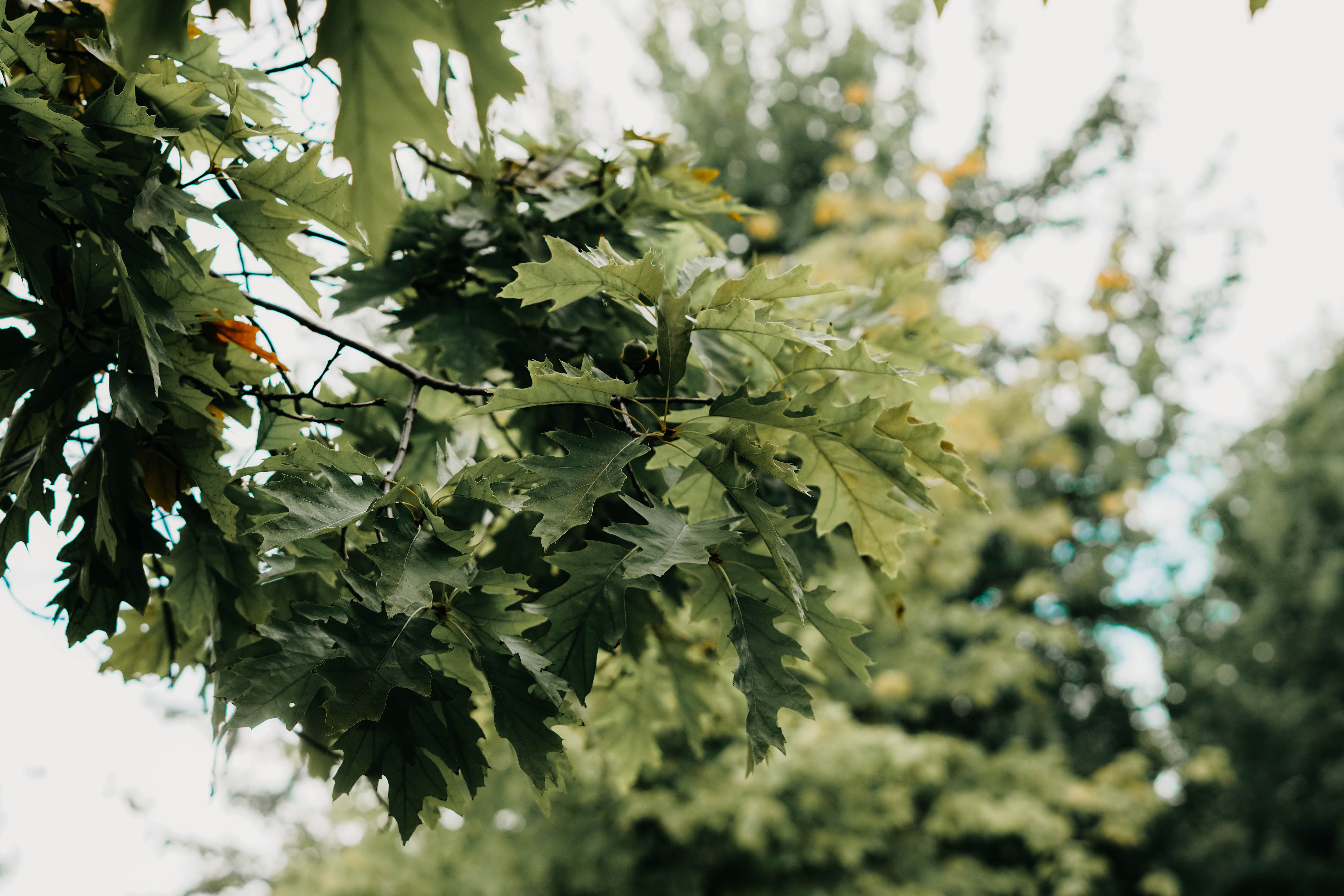 A close up of leaves on a tree · Free Stock Photo