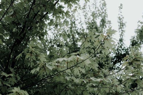 Free A moody, raindrop-drenched scene with lush green tree leaves in Toronto, Canada. Stock Photo