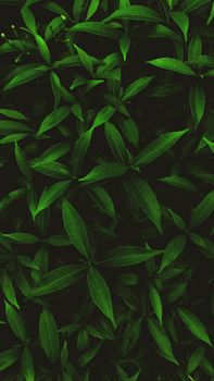 Explore the intricate texture of lush green leaves, perfect for nature-inspired backgrounds.