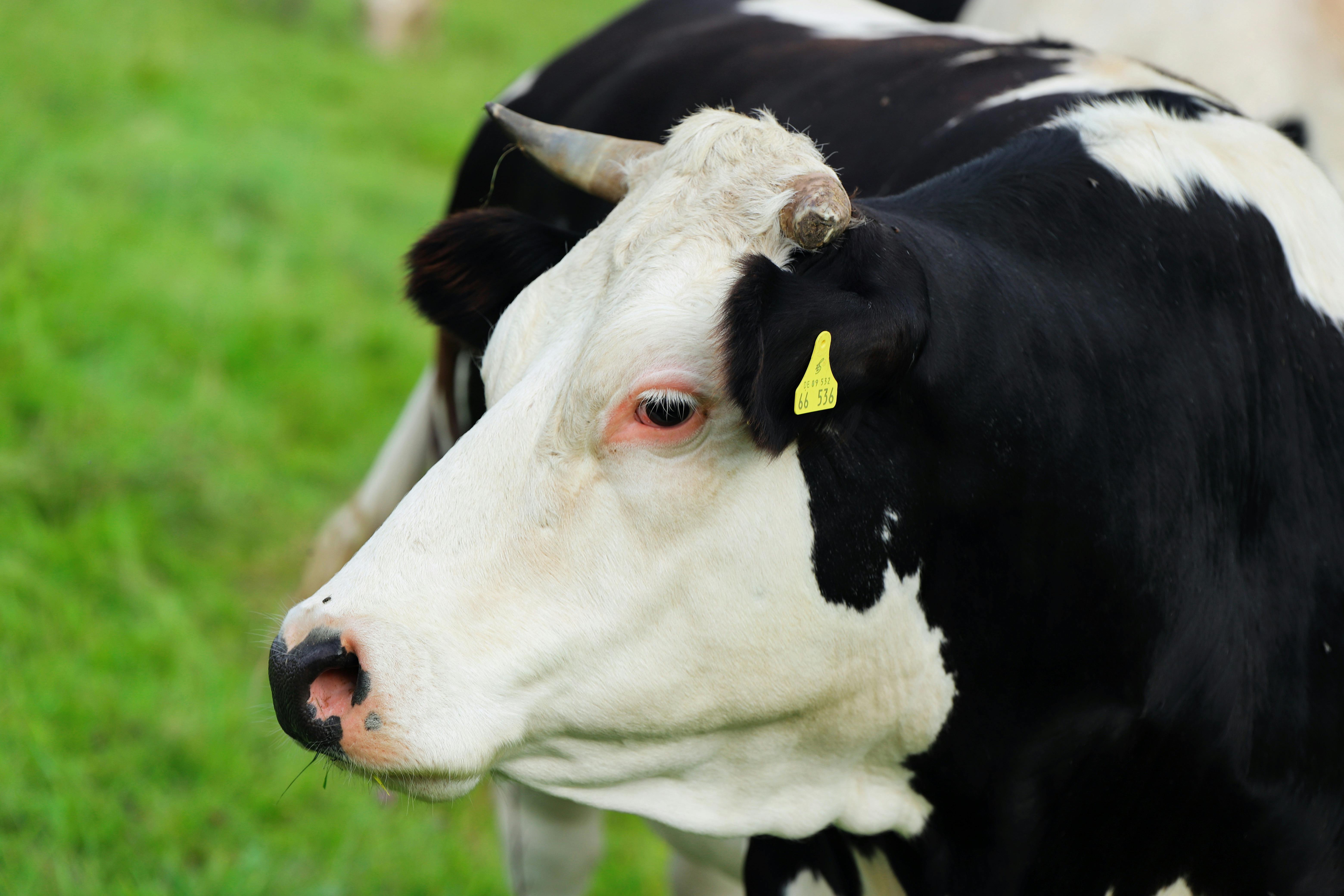 Vaca leiteira com brinco eletrônico, símbolo de monitoramento animal na pecuária de precisão.