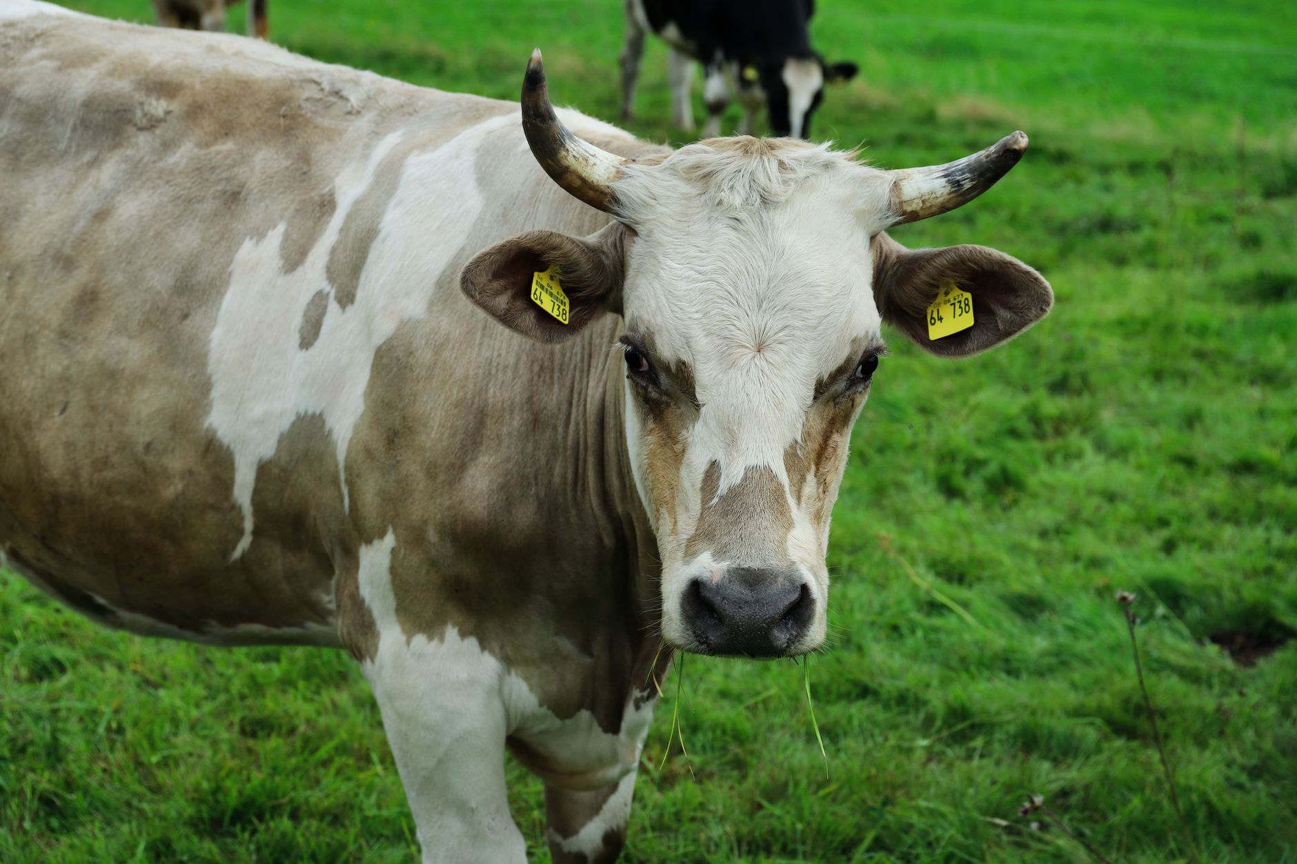 Is Your Dog Grazing Like A Cow? The Shocking Truth Behind Why Do Dogs Eat Grass!
