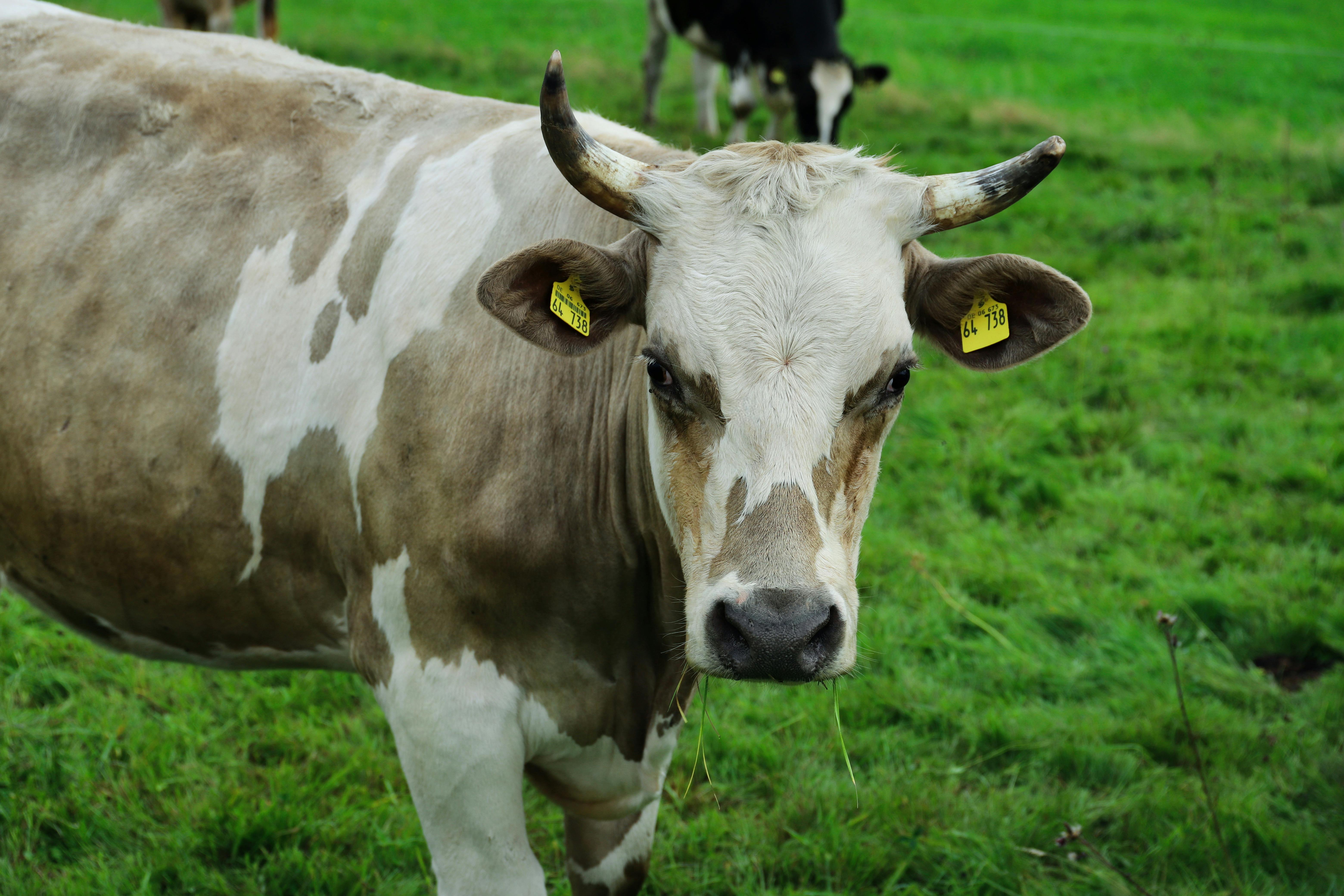 grátis Foto profissional grátis de agricultura, animal, animal de gado Foto profissional