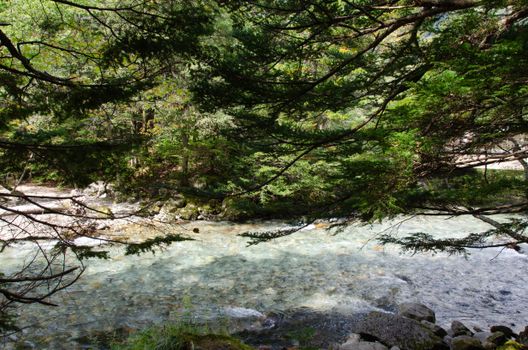 Calm river flowing through a forest creating a tranquil and natural setting.