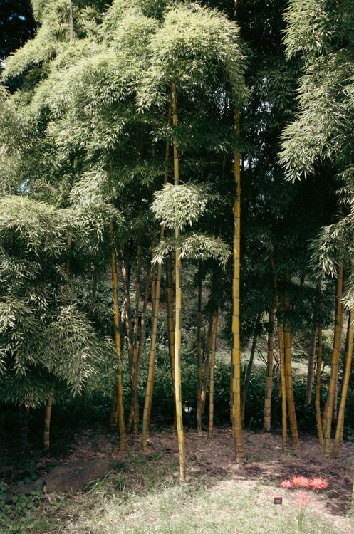 Bambu Rise Tree A group of tall bamboo trees in the forest · Free Stock Photo