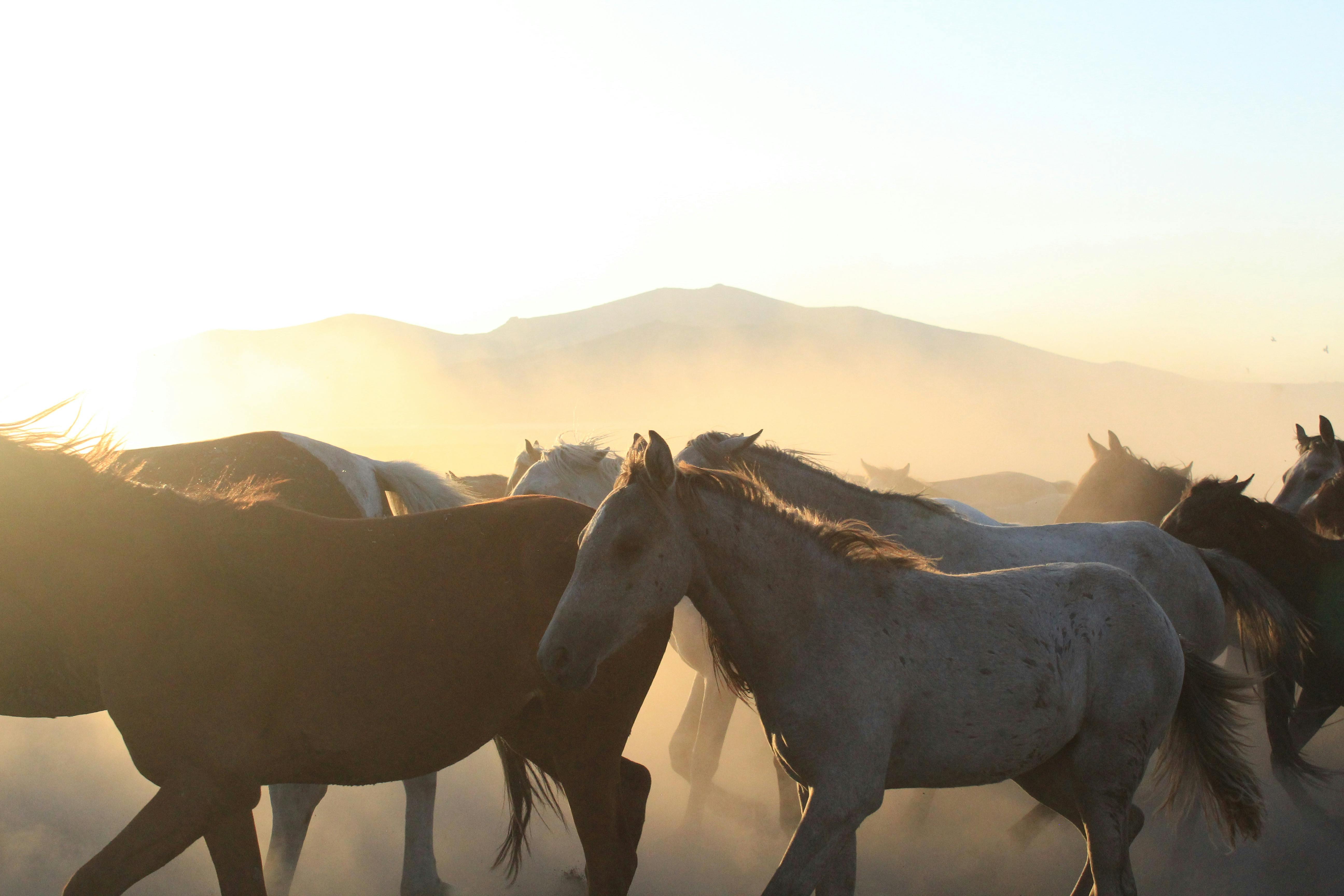 what causes weak horse hooves