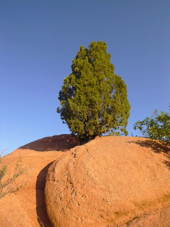 Red Cedar Rocks Cedar on the Rocks · Free Stock Photo
