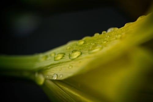 水滴と黄色の花びらの花