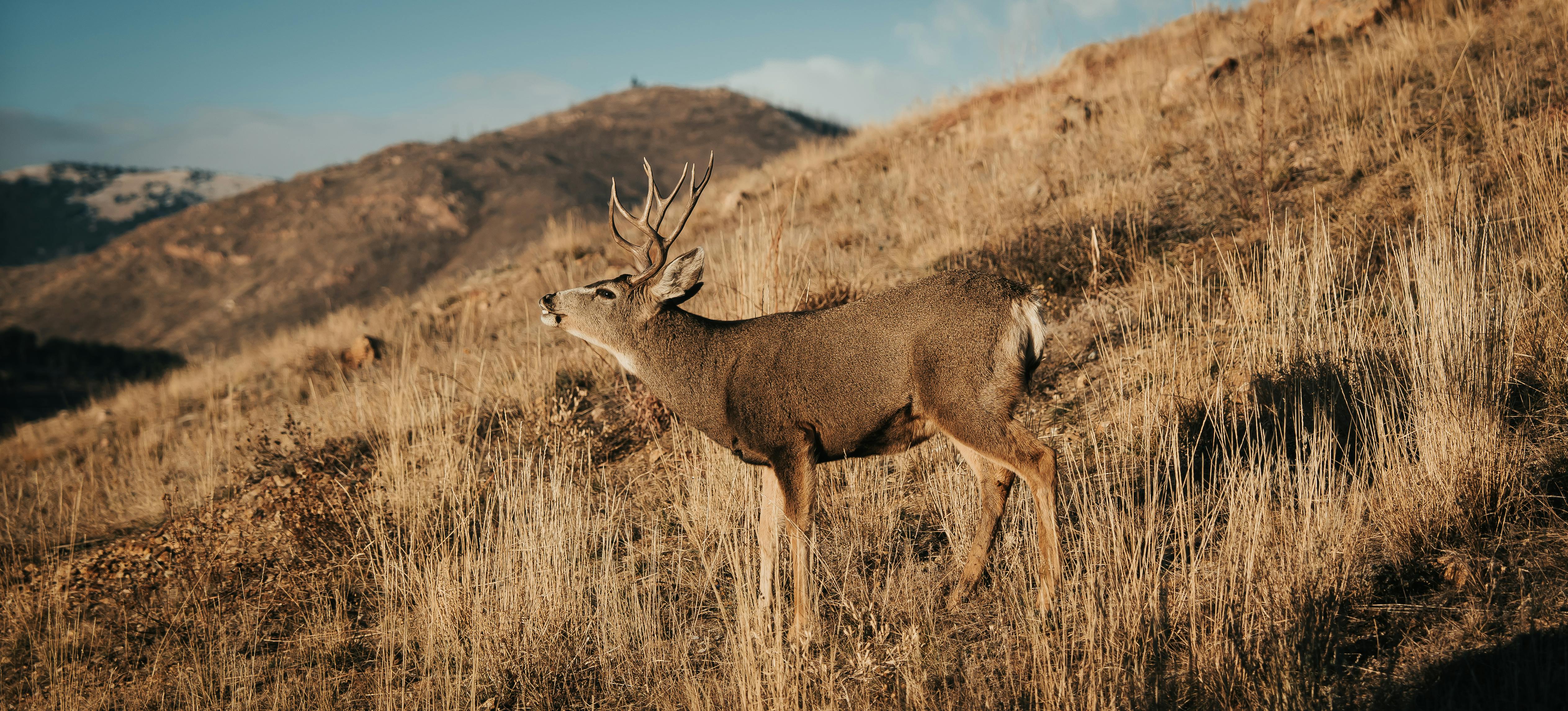 a deer is standing in the grass on a hill