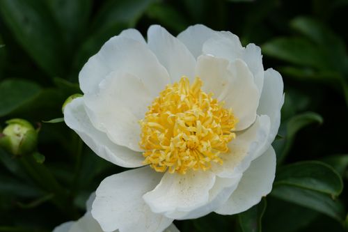 Free Close-up of a white peony flower with yellow stamen in Meise Botanical Garden, Belgium. Stock Photo