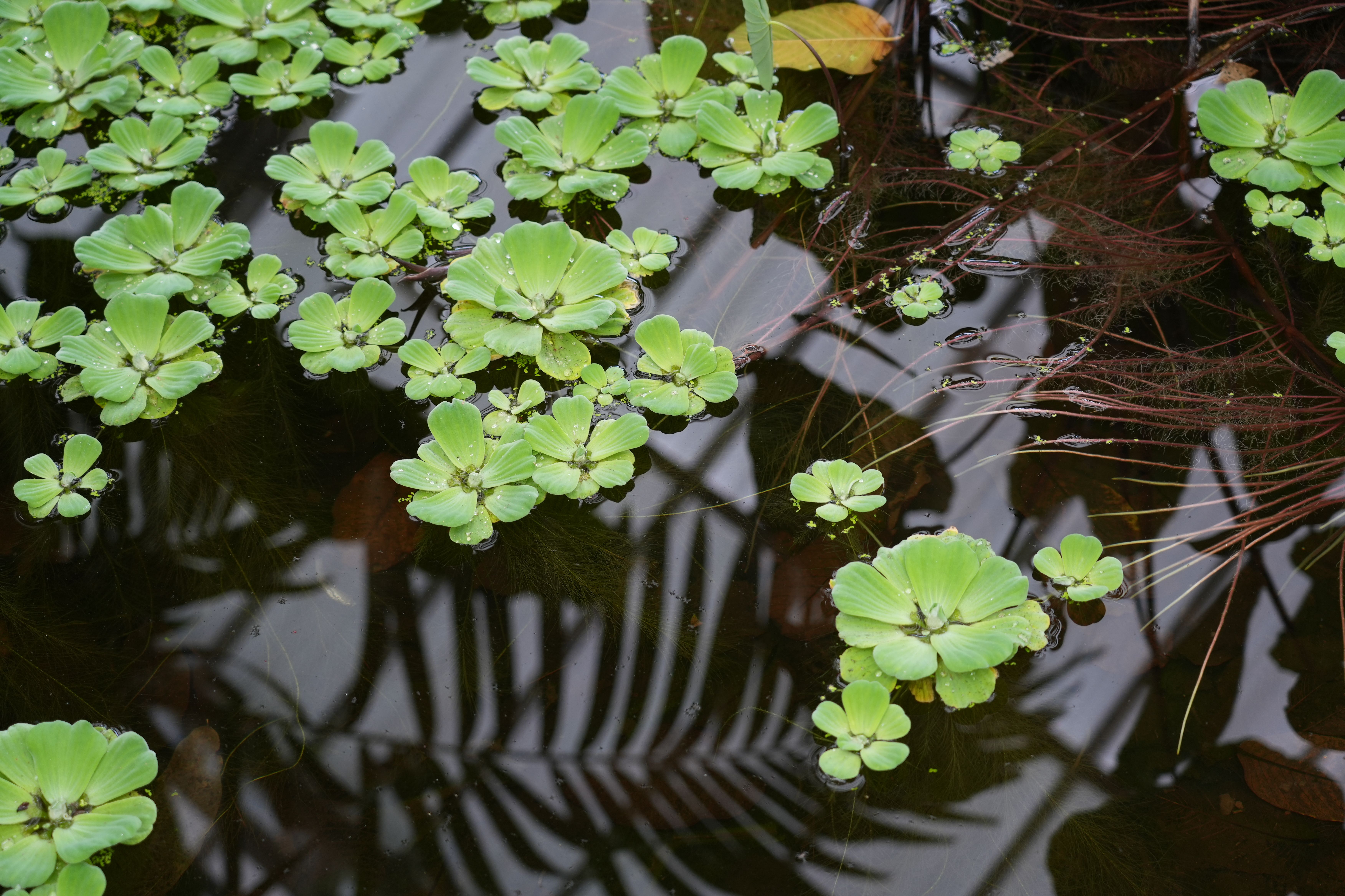 aquatic plants help water