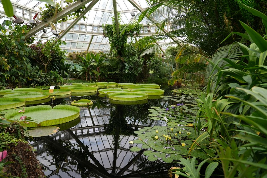 The Royal Botanic Garden