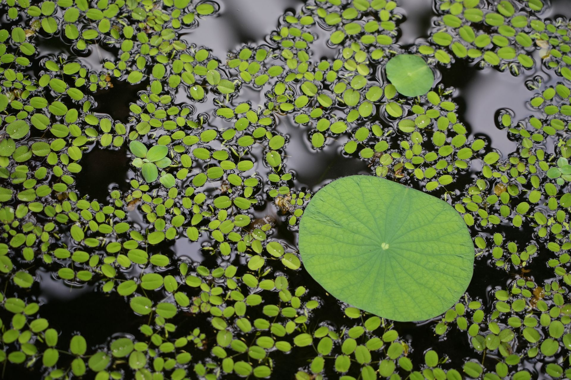 Meise botanical garden