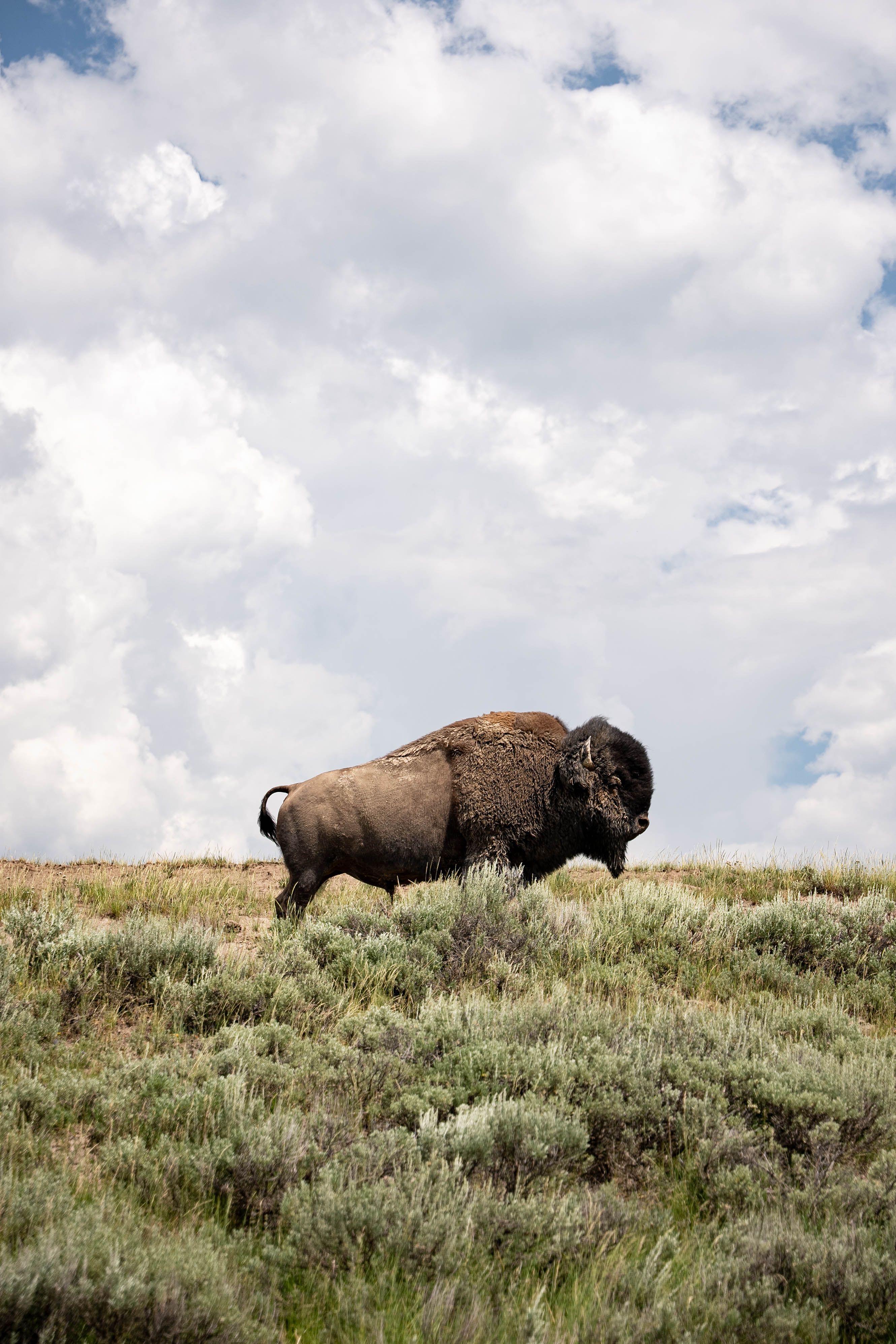 A lone bison grazes on lush grassland under a vast sky in Yellowstone National Park.