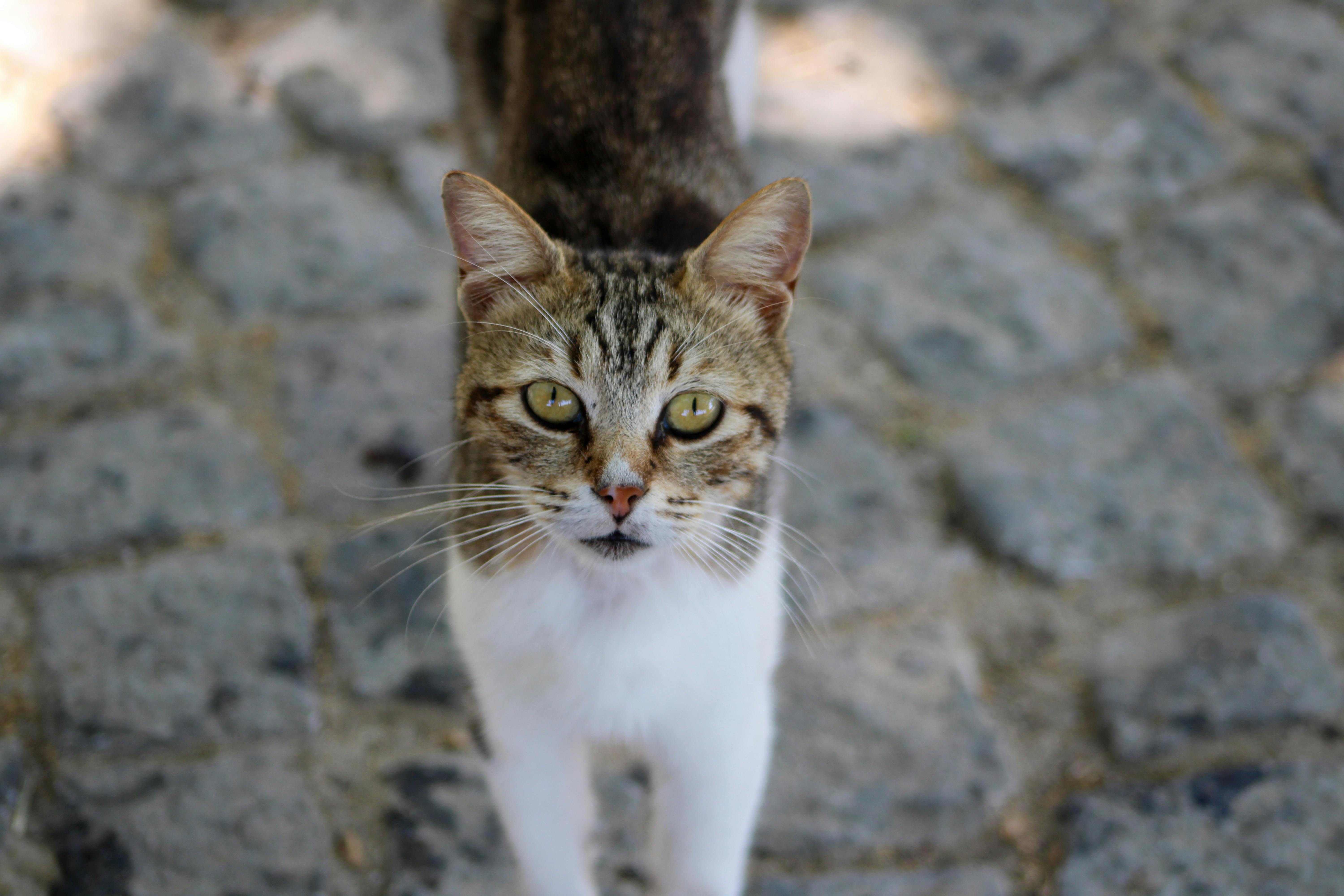 A cat is walking on a cobblestone street