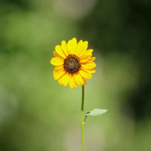 Free A striking image of a single sunflower in full bloom, captured against a blurred green background. Stock Photo