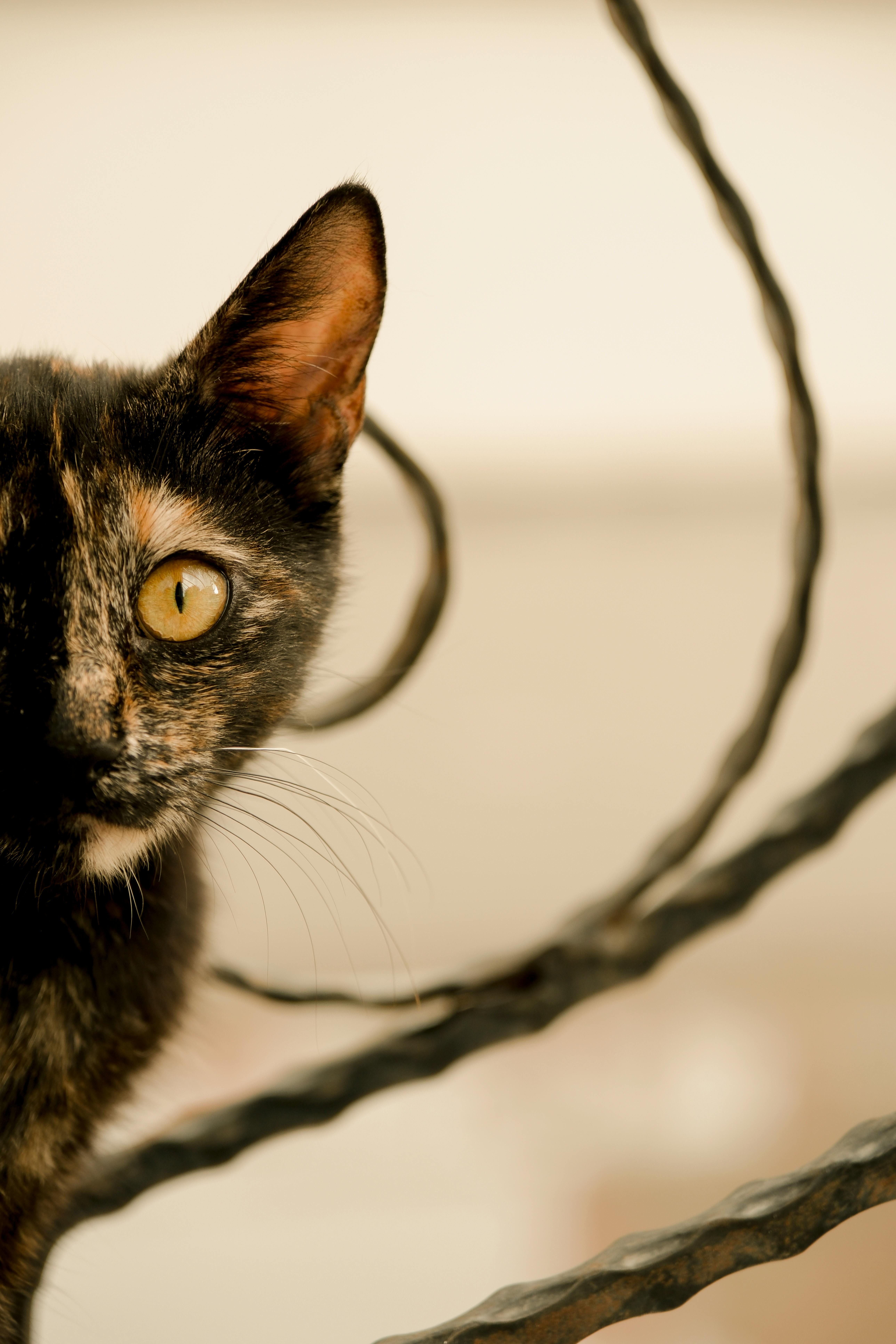 A cat with yellow eyes looking at the camera