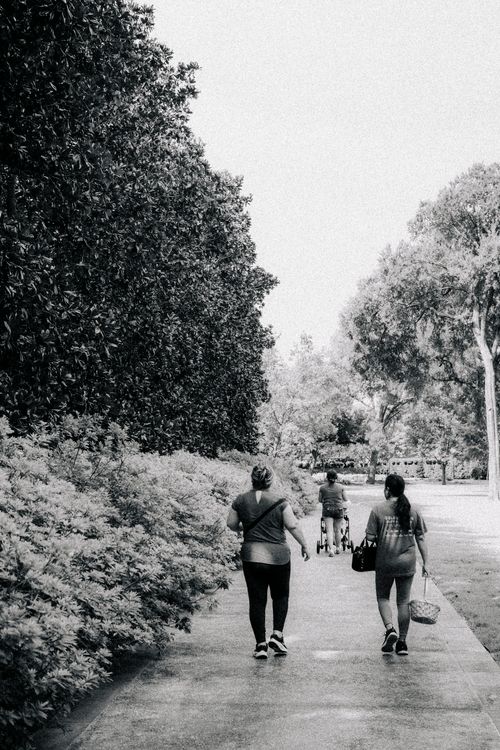 Free A group of adults walking along a tree-lined path in a park. A peaceful outdoor scene. Stock Photo