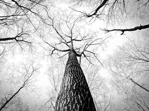 Download Gambar Full Hd Wallpaper Black and White Nature terbaru 2020