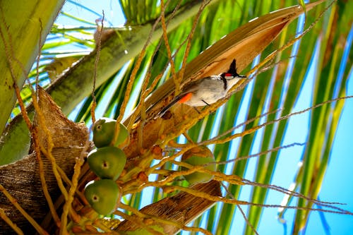 Bird on Tree