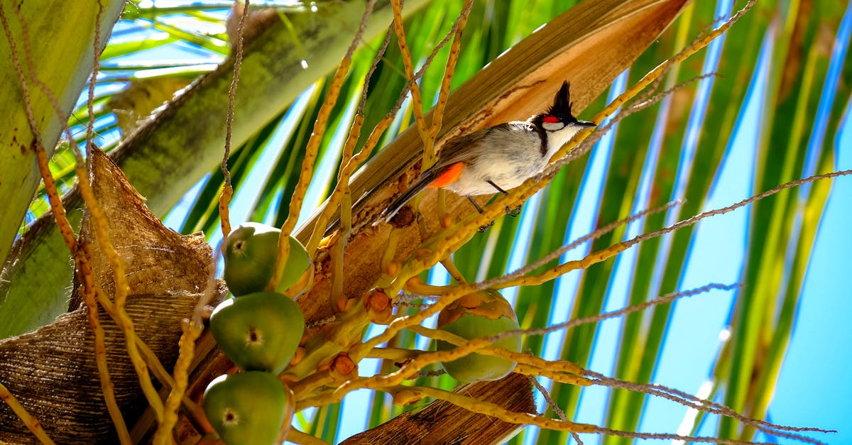 Free stock photo of bird, coconuts, palm