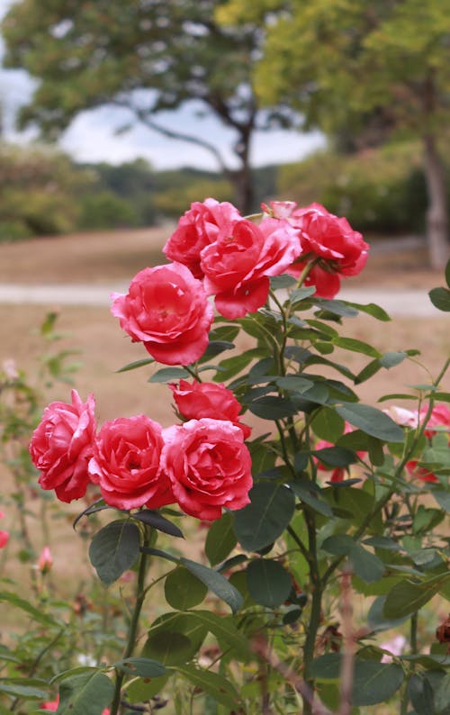 Free stock photo of beautiful, garden roses, nature