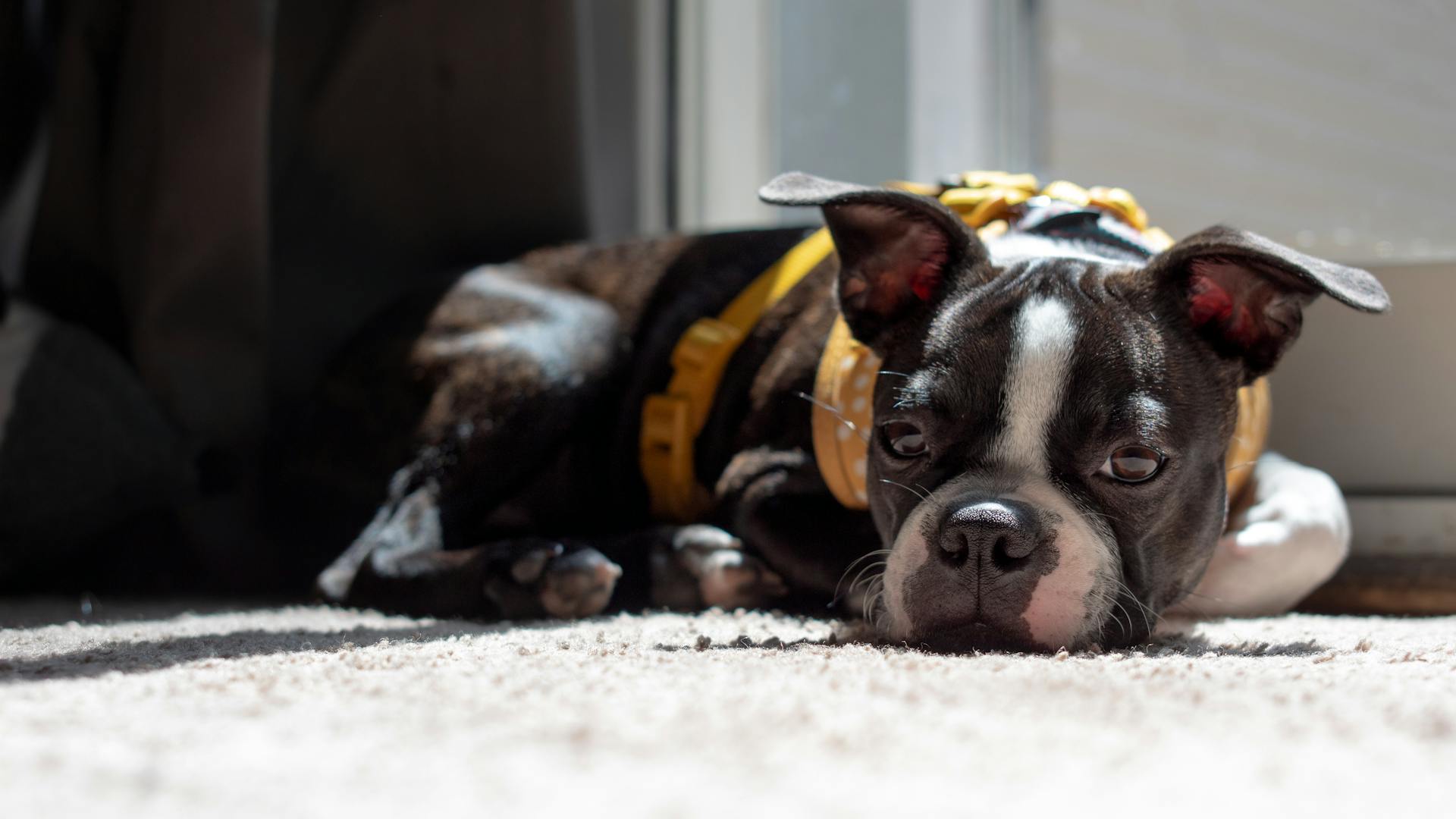 Boston terrier puppy