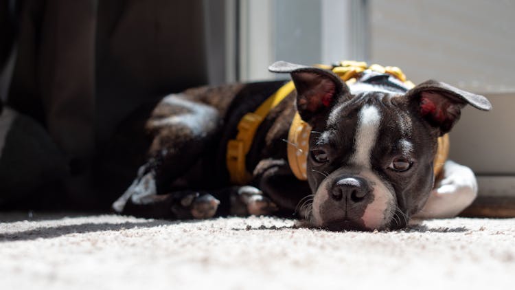 Boston Terrier Puppy