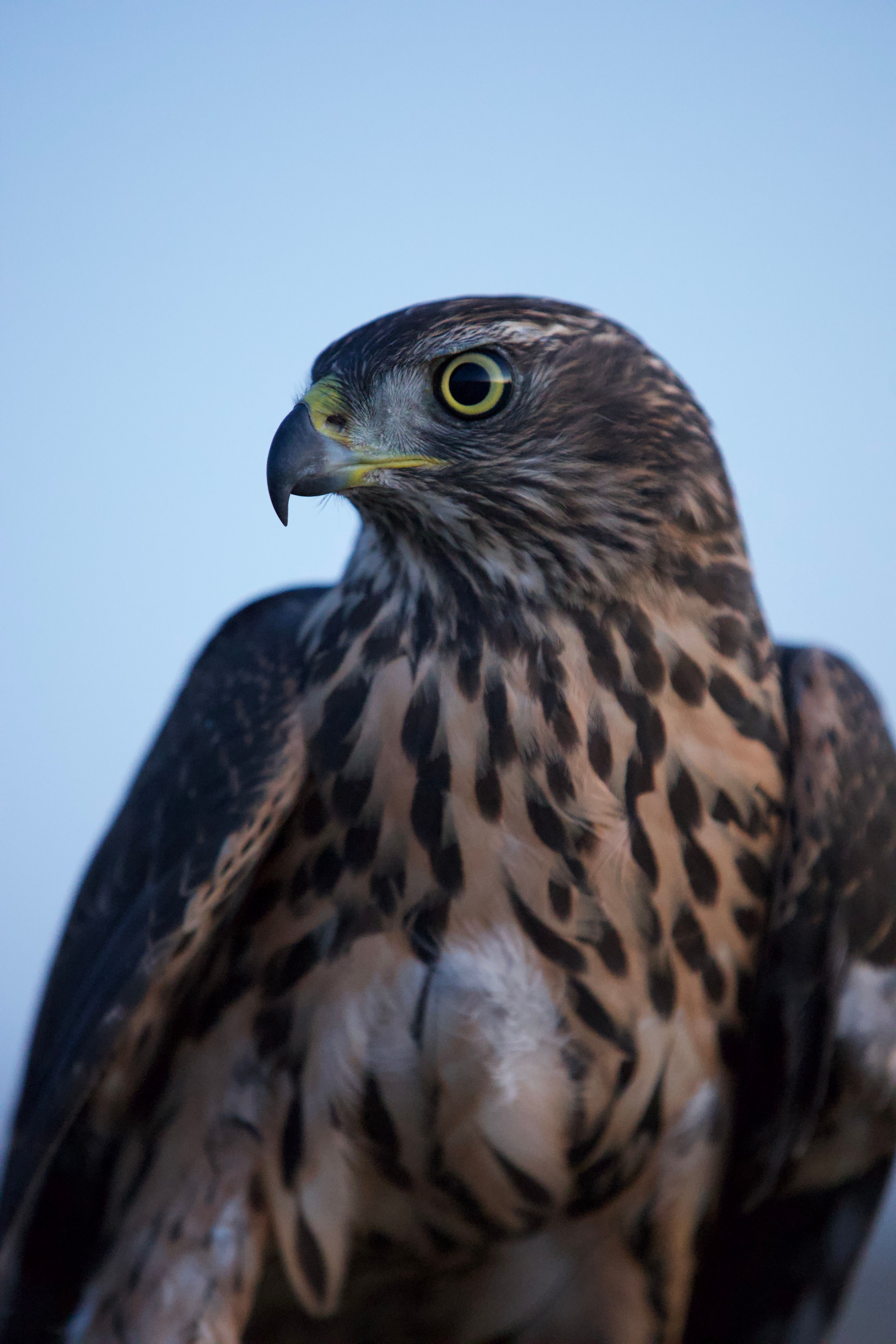 A hawk with yellow eyes and black feathers · Free Stock Photo