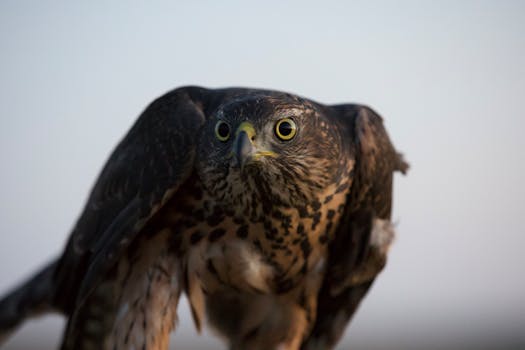 Stunning close-up of a raptor showcasing its sharp gaze and powerful wings.