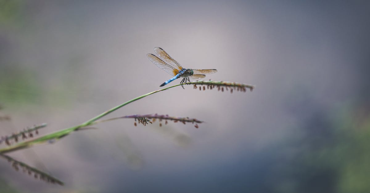 anteater close up long snout claws gentle giant defensive stance wildlife behavior