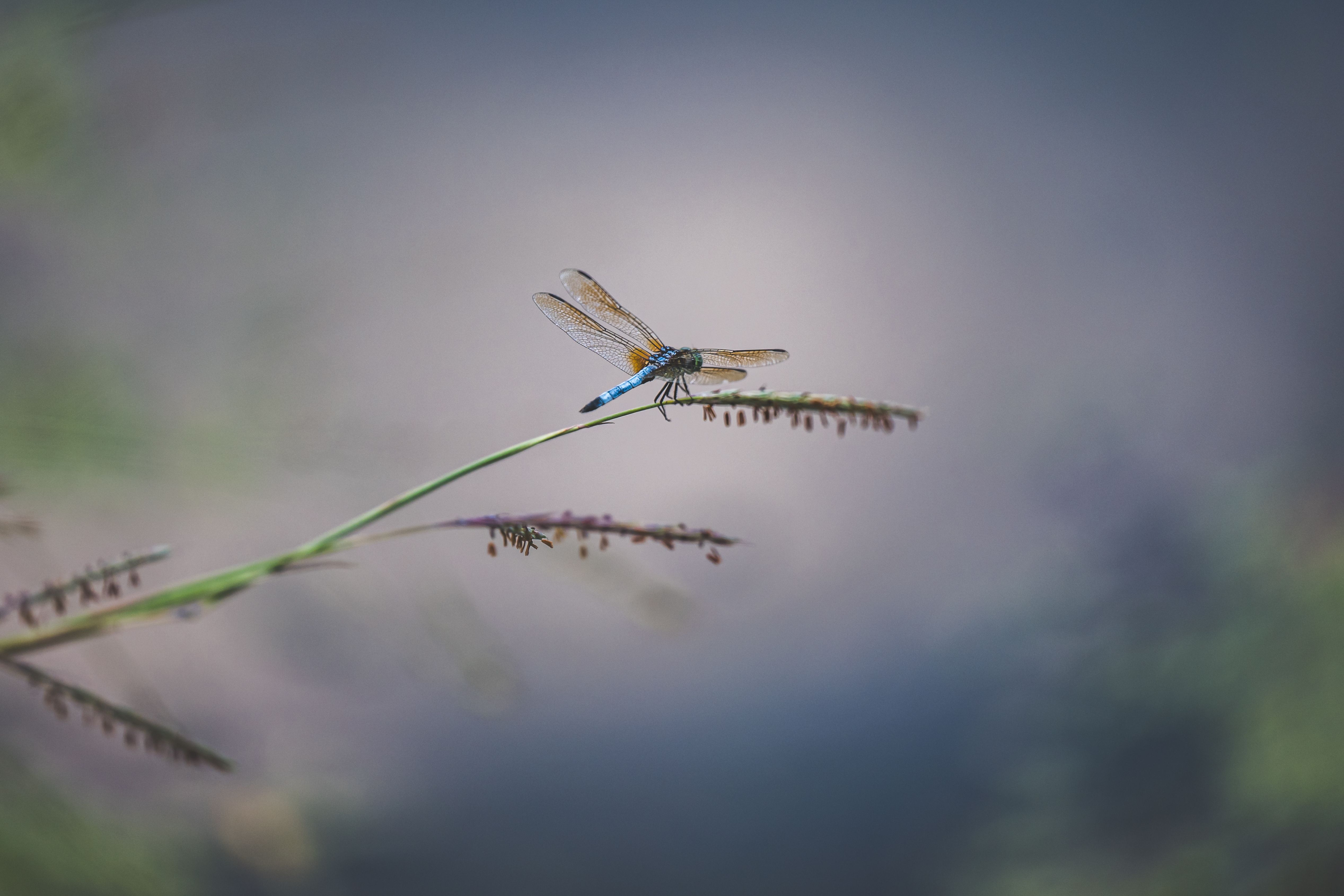 A dragonfly is perched on a plant · Free Stock Photo