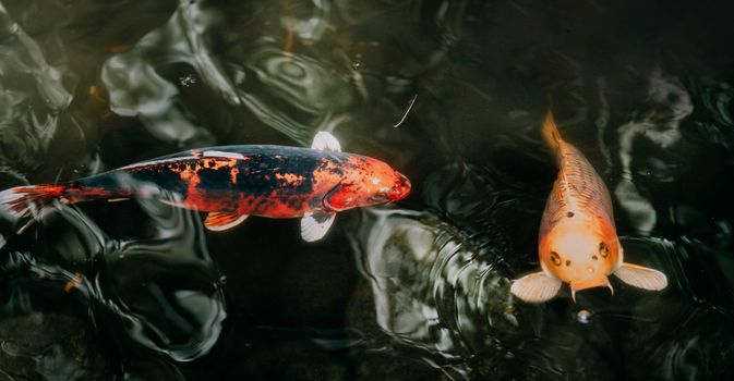 A close-up view of vibrant koi fish swimming in clear water, highlighting their colorful scales.