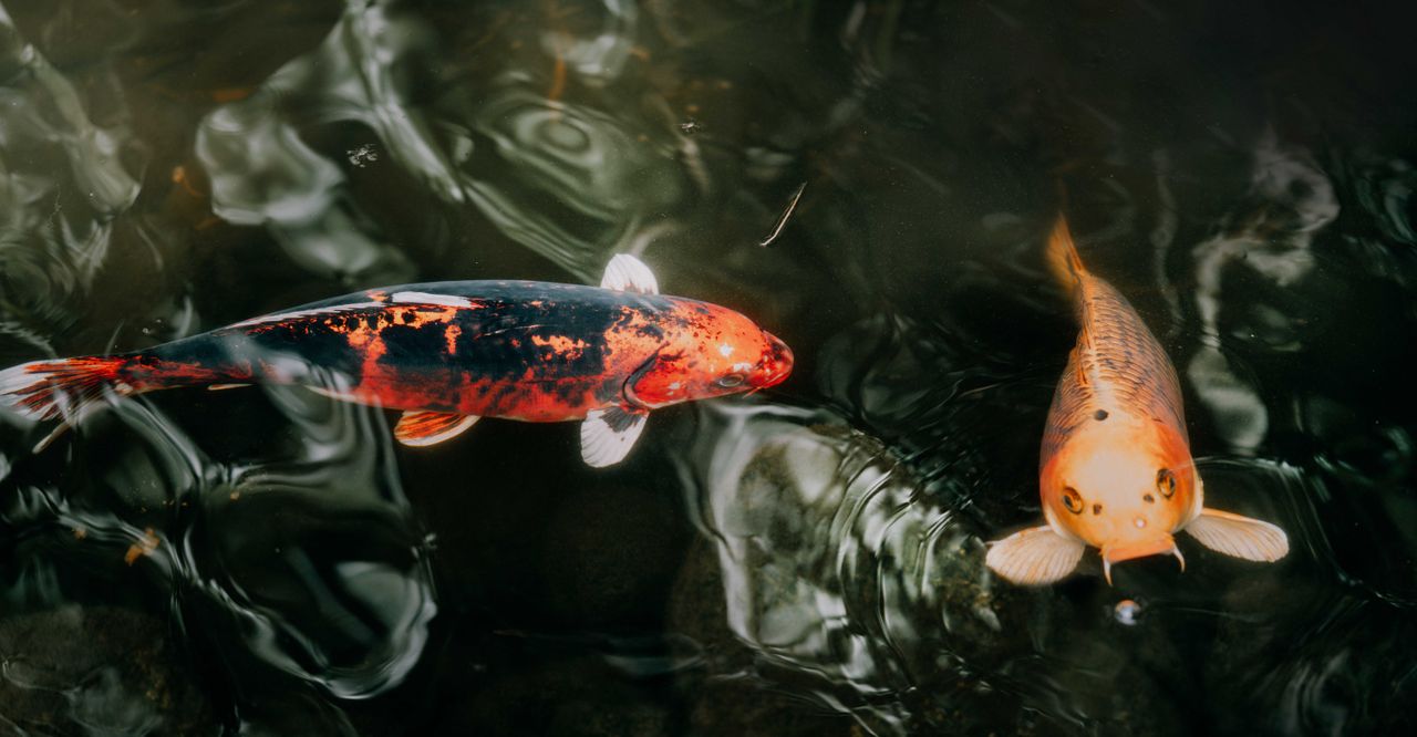 a close up view of vibrant koi fish swimming in clear water highlighti