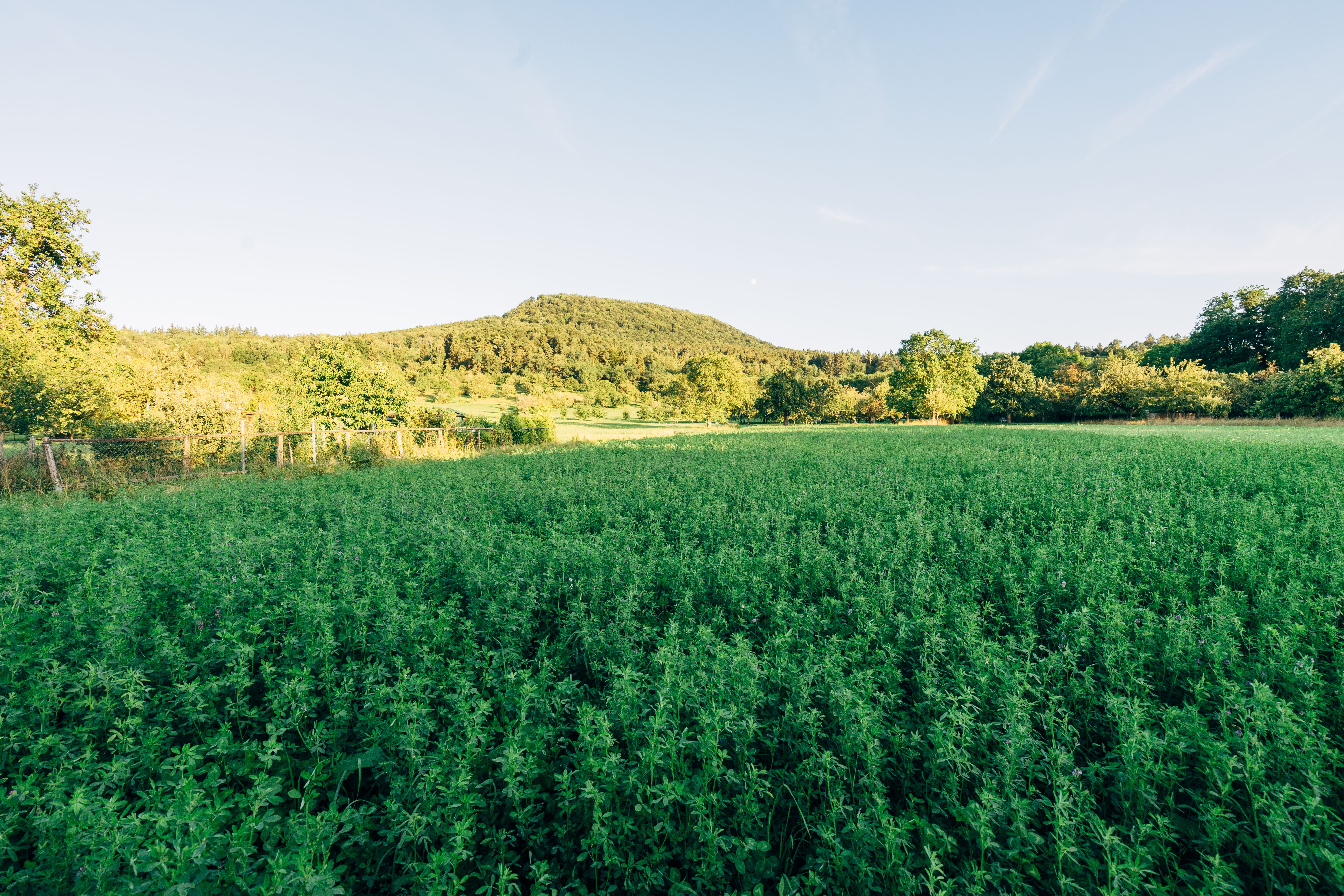 宁静的风景中，郁郁葱葱的绿地在晴朗天空下延伸，背景是风景优美的山脉