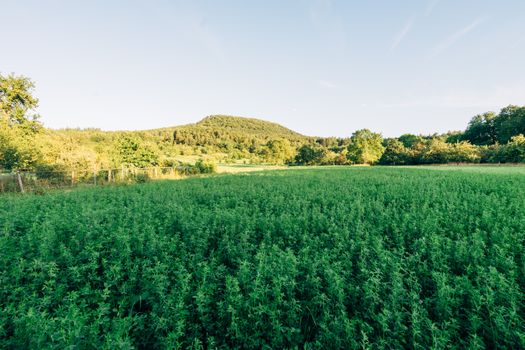 宁静的风景中，郁郁葱葱的绿地在晴朗天空下延伸，背景是风景优美的山脉