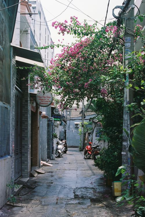 Free Narrow city alley adorned with vibrant bougainvillea, showcasing urban garden charm. Stock Photo