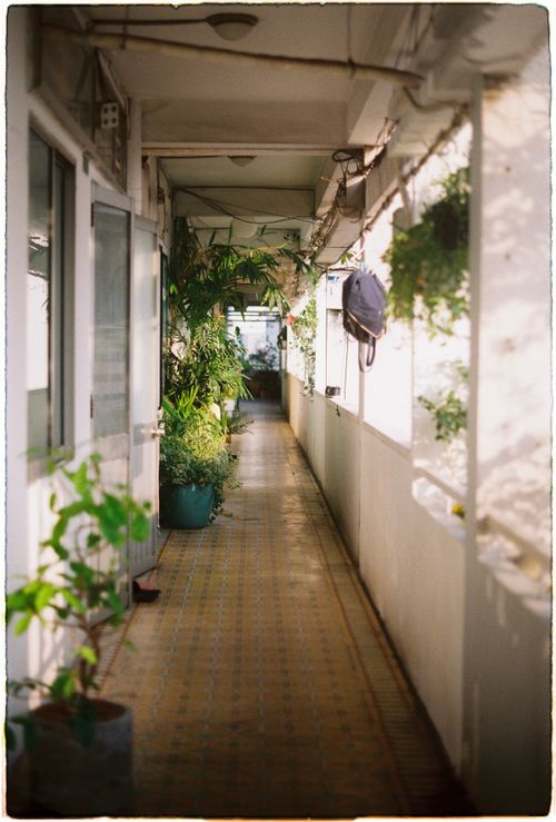 Free Brightly lit hallway with various potted plants creating a serene green alley indoors. Stock Photo